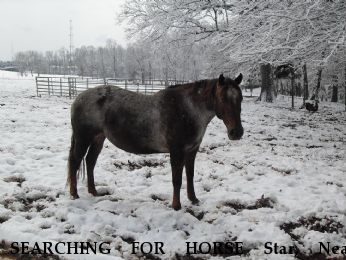SEARCHING FOR HORSE Star, Near Cookeville, TN, 38506